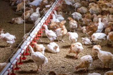 Column: Dealing with manure in Asia
