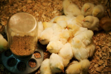 FCR is the key performance indicator in the poultry industry. Photos: Novonesis