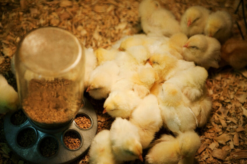 FCR is the key performance indicator in the poultry industry. Photos: Novonesis