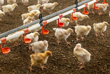 In a study, ‘Effects of genetic strain, stocking density, and age on broiler behavior’, a larger percentage of slow-growing broilers were observed standing, walking and preening while more conventional broilers sat in a lateral posture. Photo: Koos Groenewold