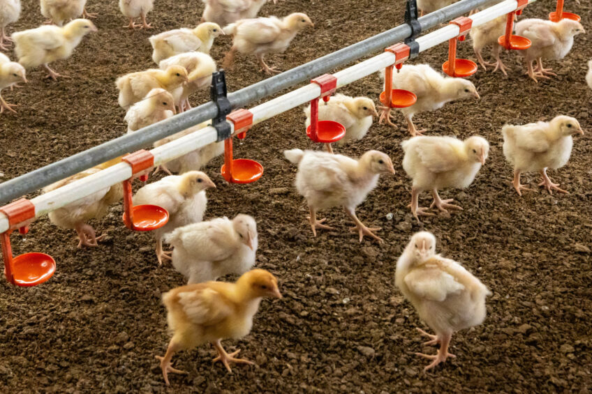 In a study, ‘Effects of genetic strain, stocking density, and age on broiler behavior’, a larger percentage of slow-growing broilers were observed standing, walking and preening while more conventional broilers sat in a lateral posture. Photo: Koos Groenewold