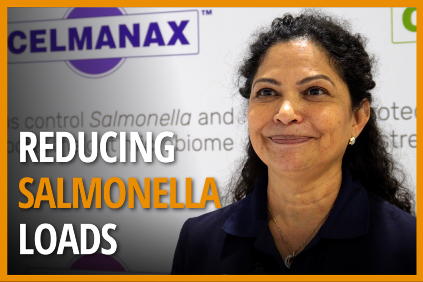 Sangita Jalukar, senior technical service manager at Arm & Hammer, discusses Salmonella mitigation in live birds.