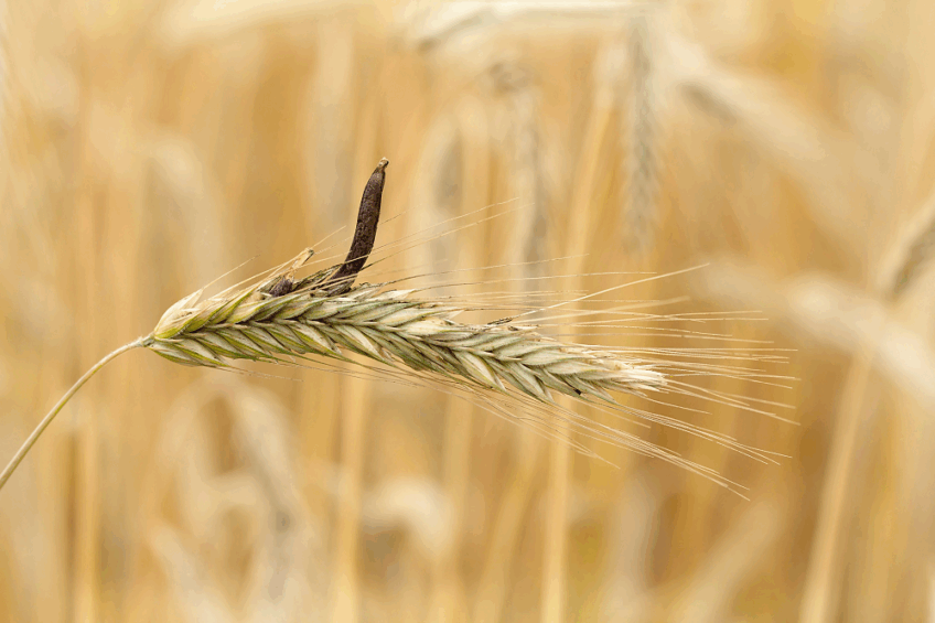 Tackling ergot contaminations from the start