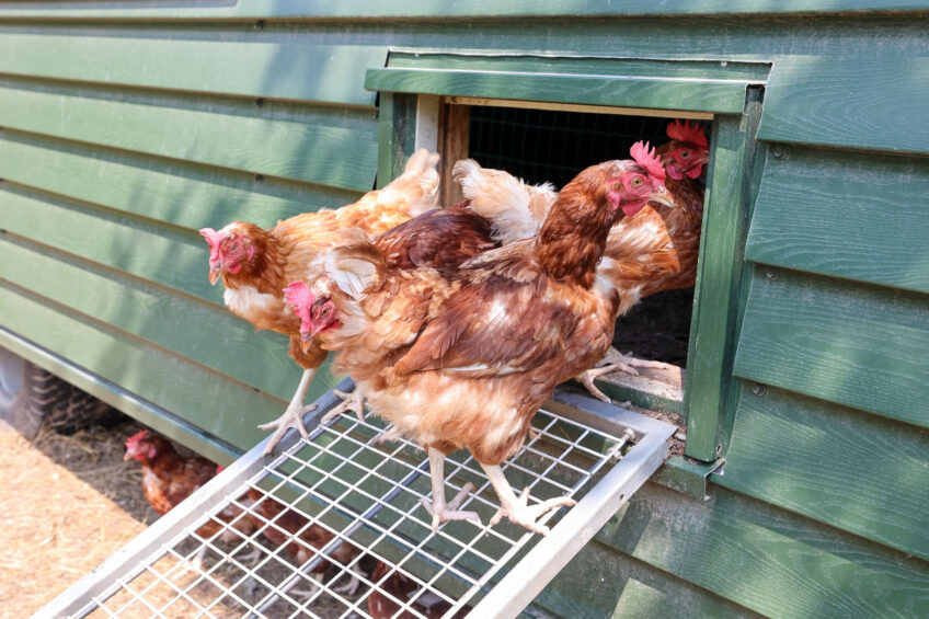 The egg market in Poland has experienced major price turbulence due to the outbreaks of bird flu and Newcastle diseases. Photo: Bert Jansen