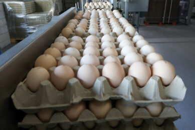 Some 4.46 billion eggs were produced in Kazakhstan last year, which is 1.2% up compared with 2023. Photo: Bert Jansen