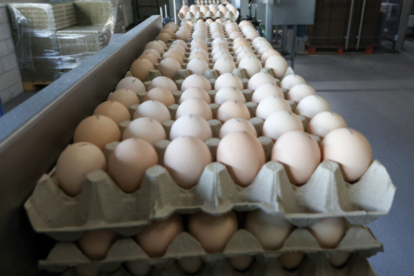 Some 4.46 billion eggs were produced in Kazakhstan last year, which is 1.2% up compared with 2023. Photo: Bert Jansen