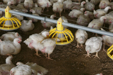 A low-protein diet supplemented with essential amino acids may reduce the environmental impact of poultry farming without compromising meat production. Photo: Hans Prinsen