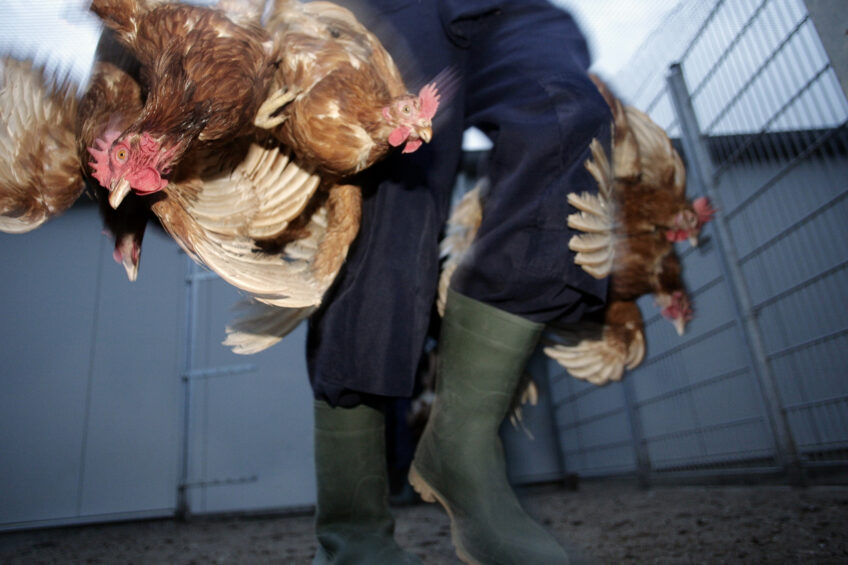 European Regulation 1/2005 specifically prohibits lifting or dragging animals by their legs, as it is considered to cause unnecessary pain or suffering. This prohibition applies to all vertebrate animals, including poultry, during transport and related operations. Photo: Ton Kastermans Photography