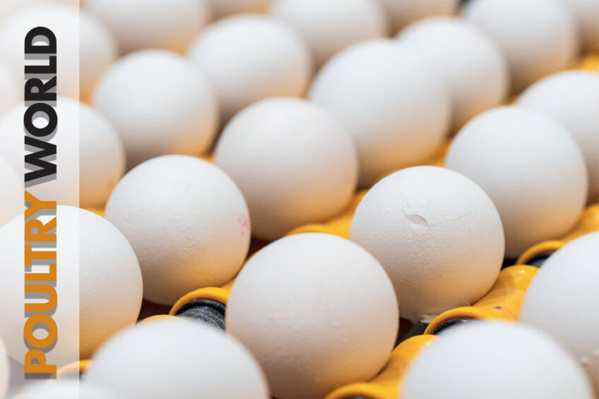 Maximising poultry genetics in Poultry World 2