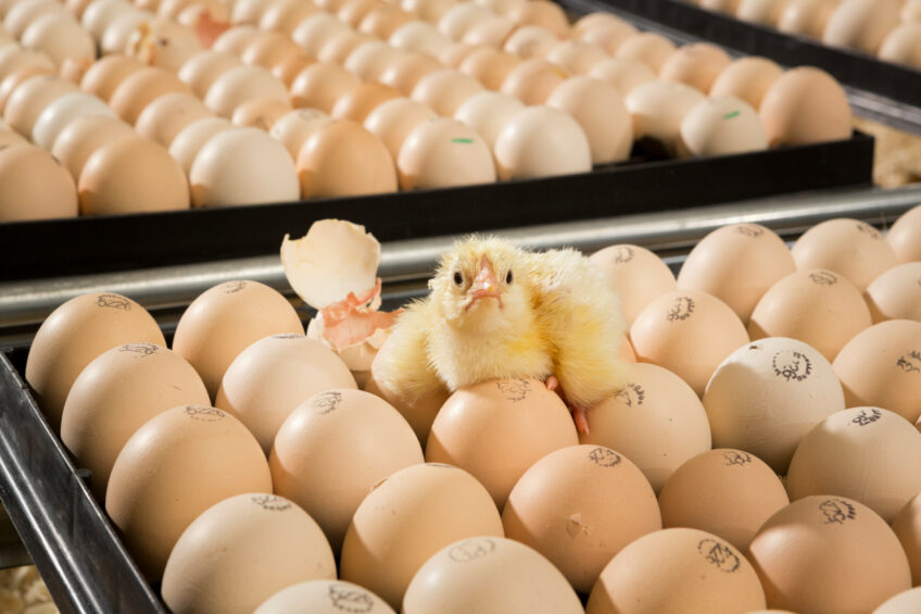 US broiler breeders have a 6% lower hatchability, resulting in 8.5 fewer chicks per breeder hen. Photo: Bert Jansen