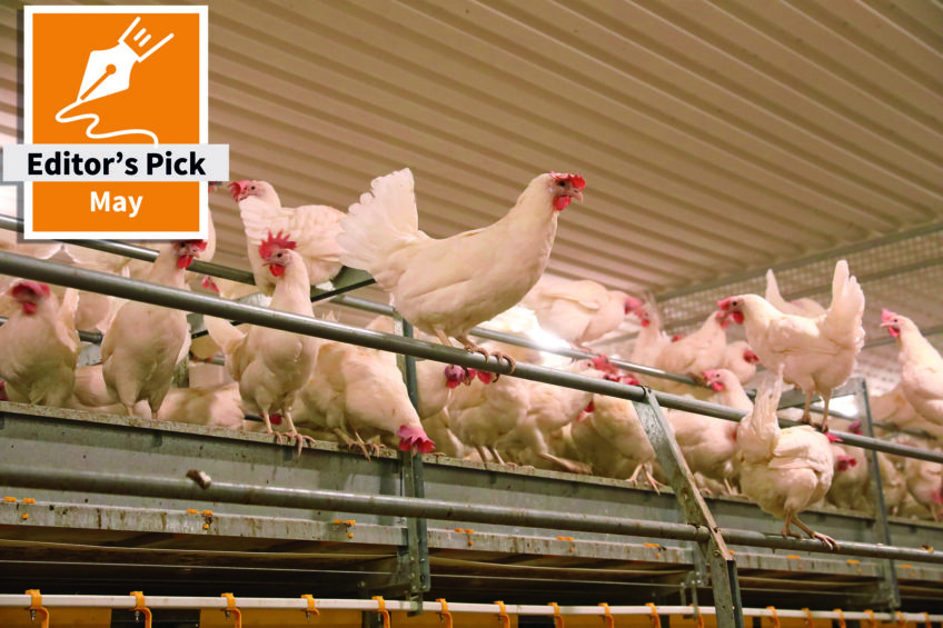 Finnish laying hen farm – growing production together
