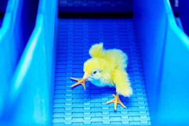 VIDEO: How AI-powered feather sexing transformed a Canadian hatchery