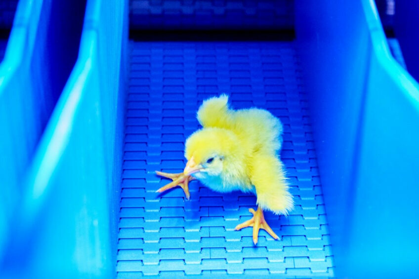 VIDEO: How AI-powered feather sexing transformed a Canadian hatchery