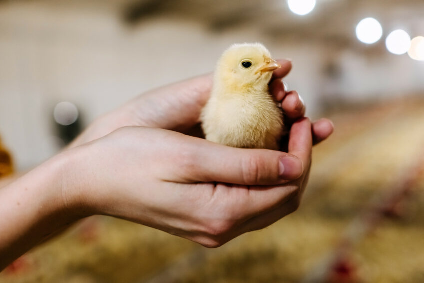 Over the years, young animal feed has gained significant importance in poultry research. Photo: Shutterstock