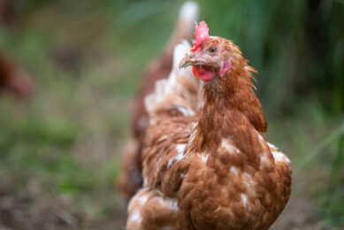 “To make higher-welfare chicken the norm, we urge companies to adopt BCC and invest in meaningful change,” said Dr Tracey Jones, global director of Food Business at CIWF. Photo: Mark Pasveer