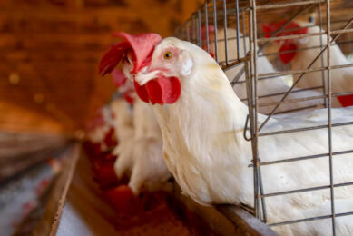 Brazil has reported its first case of avian influenza. Photo: Mapa