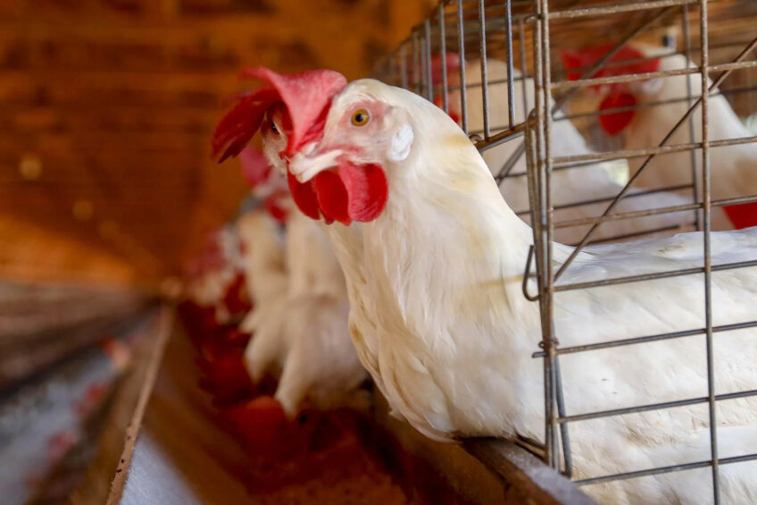 Brazil has reported its first case of avian influenza. Photo: Mapa