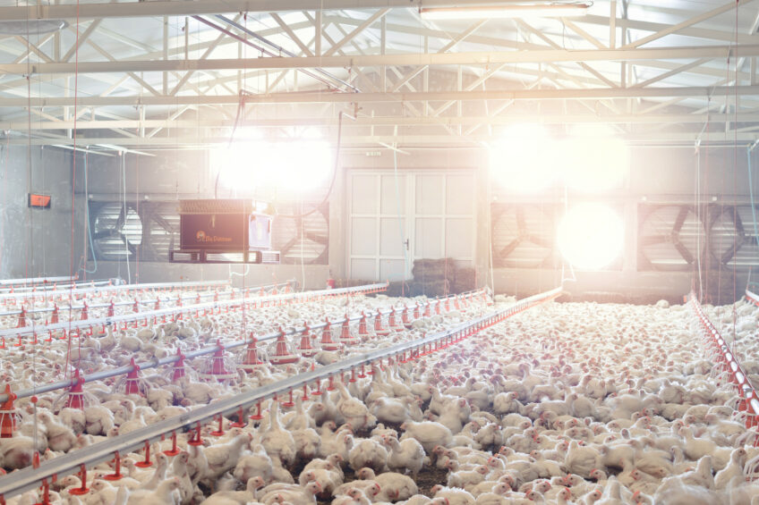 The key to good mineral nutrition is to supplement highly bioavailable trace minerals in the feed. Photo: Orffa