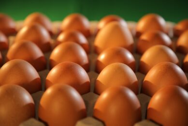 Bespoke eggs with the best price-performance ratio