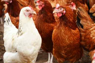 During times of raw material shortages, regulatory pressure, or sustainability demands, an innovative product by Kemin acts as a nutritional safety net, maintaining bird performance while helping producers meet evolving challenges. Photo: Shutterstock