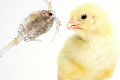 Marine ingredients in the form of fishmeal are considered among the most nutrient-rich feed options for young terrestrial animals, like chicks. Photo: Canva
