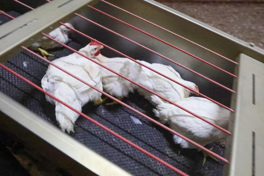 Pre-slaughter broiler injuries in the Netherlands a cause for concern