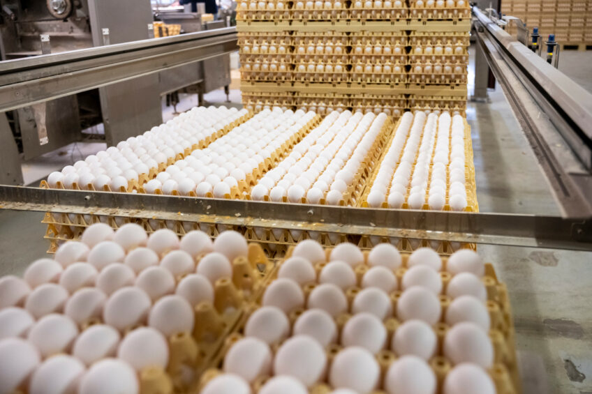 During the first 2 months of 2025, Turkey exported around 1.6 million packs of eggs to the US, official statistical data indicated. Exports are expected to continue until July. Photo: Bram Becks