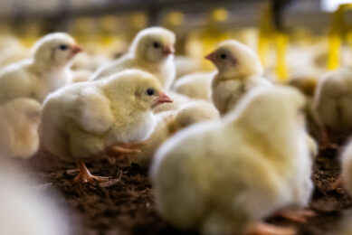 Following a recent study, scientists are optimistic that the improved productivity and physiological indicators of the parent and grandparent flock receiving betaine could potentially enhance the performance parameters of the offspring Photo: Bert Jansen