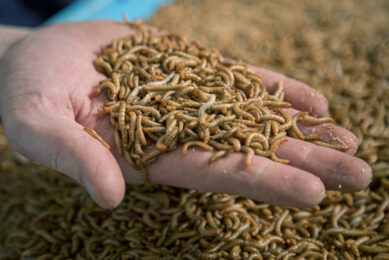Studies show that replacing soybean meal with insect meal in poultry diets improves growth performance, feed efficiency and meat quality. Photo: Koos Groenewold