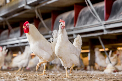 Ever more conventional poultry in France are benefitting from natural light. Photo: Pluimveehouderij Redacteur