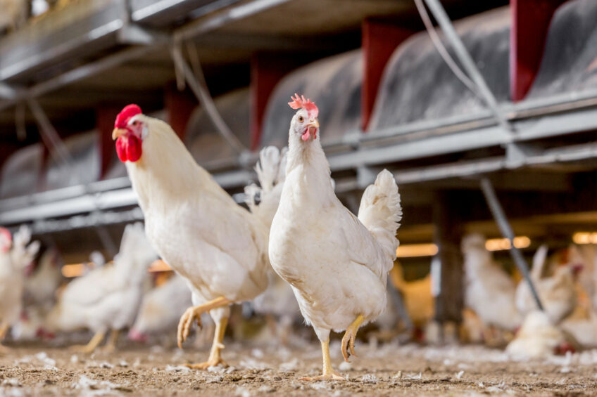 Ever more conventional poultry in France are benefitting from natural light. Photo: Pluimveehouderij Redacteur
