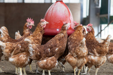 FAI Farms said Flockwise was looking to help address some of the key health and welfare challenges in laying hen flocks. Photo: Peter Roek