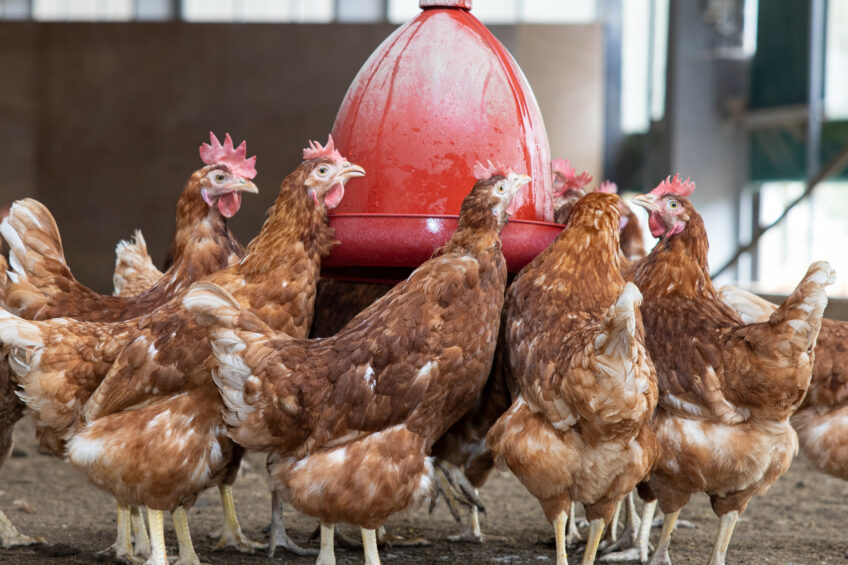FAI Farms said Flockwise was looking to help address some of the key health and welfare challenges in laying hen flocks. Photo: Peter Roek