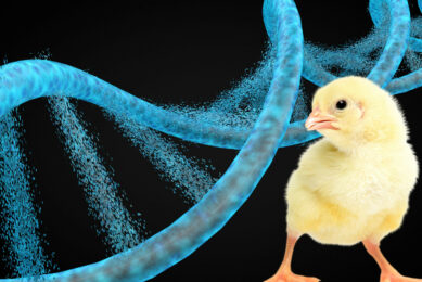 A recent study marked the first application odd DNA metabarcoding to elucidate the dietary composition of pasture-raised broilers. Photo: Canva