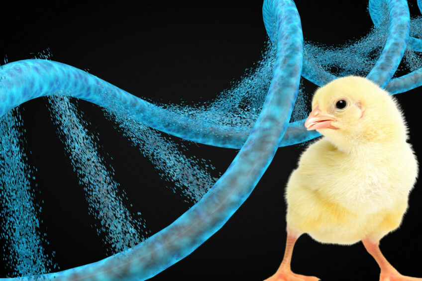 A recent study marked the first application odd DNA metabarcoding to elucidate the dietary composition of pasture-raised broilers. Photo: Canva