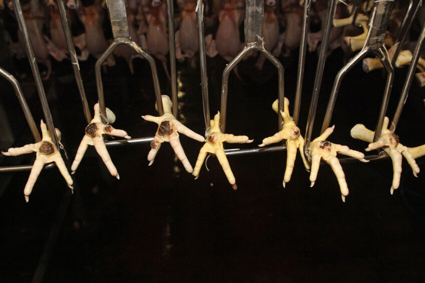 Hockburn and footpad lesions at the slaughter line give an indication of the welfare of the broilers during the rearing phase. A so-called ChickenCheck Hockburn and Footpad (CLK) technology is used for automatic scoring. Photo: Ton Kastermans.