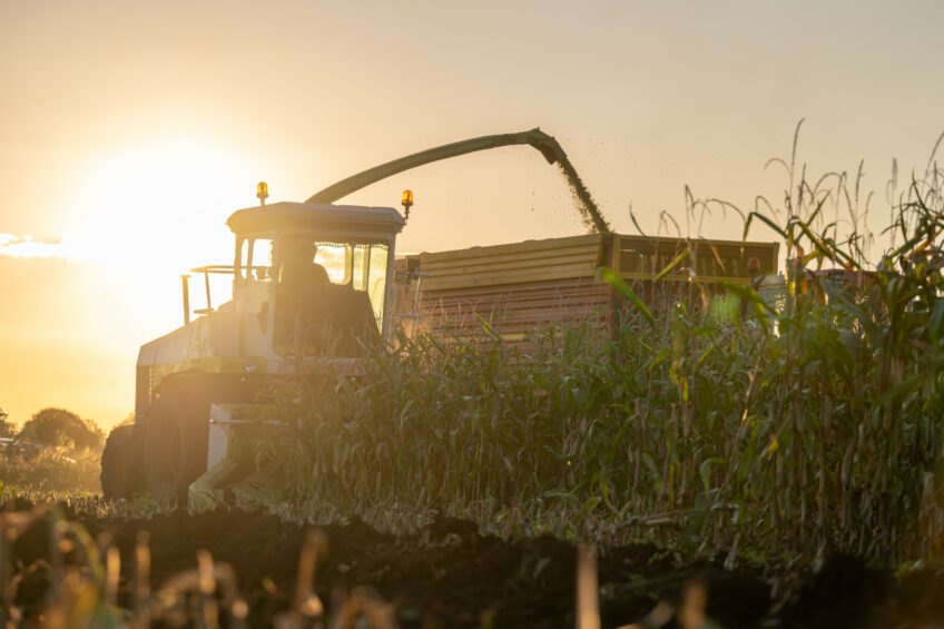 Corn production is forecast at 9.6 million tonnes in 2025/26. Photo: Michel Velderman