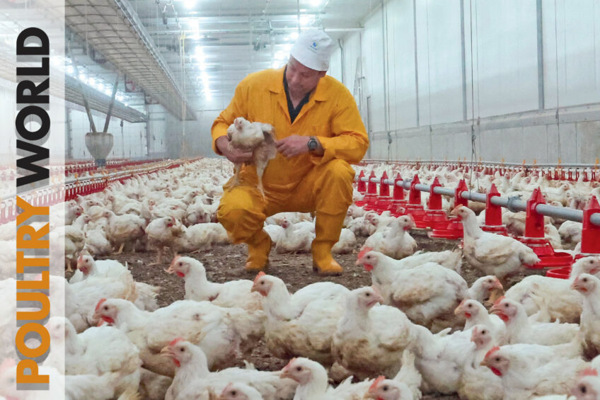 Avian influenza vaccination in Poultry World 5