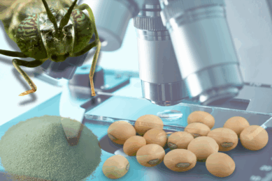 Could insect protein be the solution to decarbonising the animal feed industry – or not? Photo: Canva