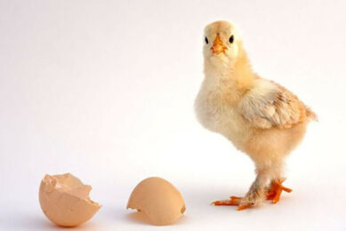 Poultry business update: What did you miss this June?