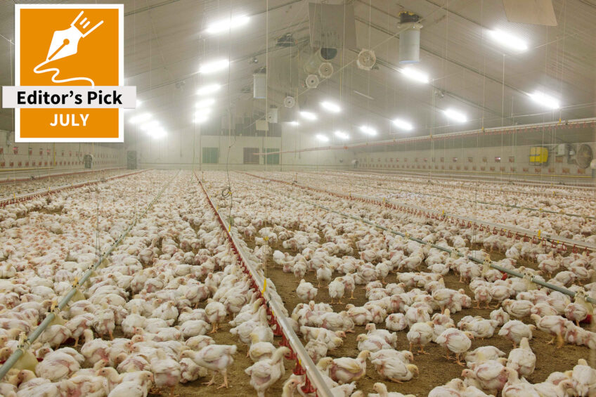 Prepare your flock for the summer heat – keep chickens healthy and productive