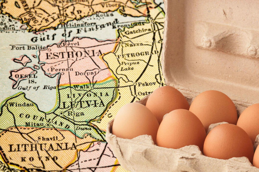 It is reported that if wholesale prices continue rising for an extended period, a further hike in retail egg prices will become inevitable. Photo: Canva