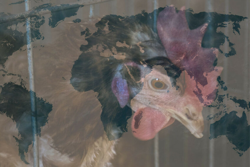 While the vast majority of food corporations have agreed to remove cages from their egg supply chains, others have been slower to change. Photo: Canva