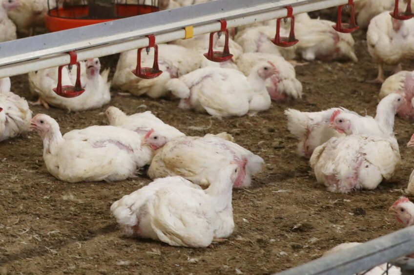 French agricultural cooperative Maïsadour is planning 150 new ‘Liberté’ huts for 450,000 poultry, 15 standard buildings by 2029 for 3 million chickens, and 50 open-air buildings for 700,000 additional poultry. Photo: Henk Riswick