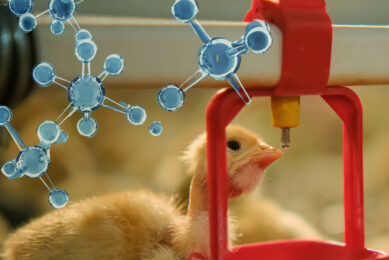 Recent trials show that oxygen-enhanced drinking water improves broiler welfare, including reducing hock burns and white striping, improving feather condition and gut health, as well as boosting protein production. Photo: Canva