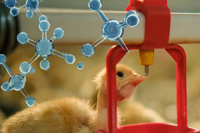 Recent trials show that oxygen-enhanced drinking water improves broiler welfare, including reducing hock burns and white striping, improving feather condition and gut health, as well as boosting protein production. Photo: Canva