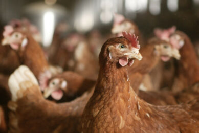 In terms of production and egg quality, the Hy-Line Brown strain stood out. Photo: Michel Zoeter