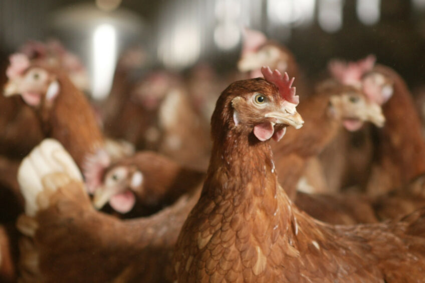 In terms of production and egg quality, the Hy-Line Brown strain stood out. Photo: Michel Zoeter