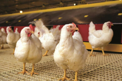 The Brazilian government has begun talks with countries that had temporarily restricted imports of Brazilian poultry products, aiming to accelerate the reopening of these markets. Photo: Embrapa