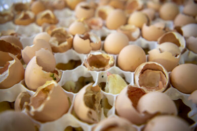 The high hatching egg prices are prompting major markets in the Middle East to scale up their own production. Photo: Mark Pasveer